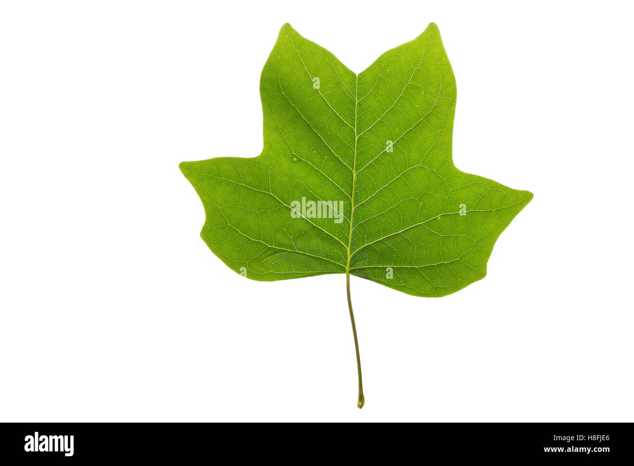 Amerikanischer Tulpenbaum, Tulpen-Baum, Magnolie, Liriodendron Tulipifera, Kanarischen Whitewood, Tulip Polar, Tulpenbaum, Le Tulipie Stockfoto