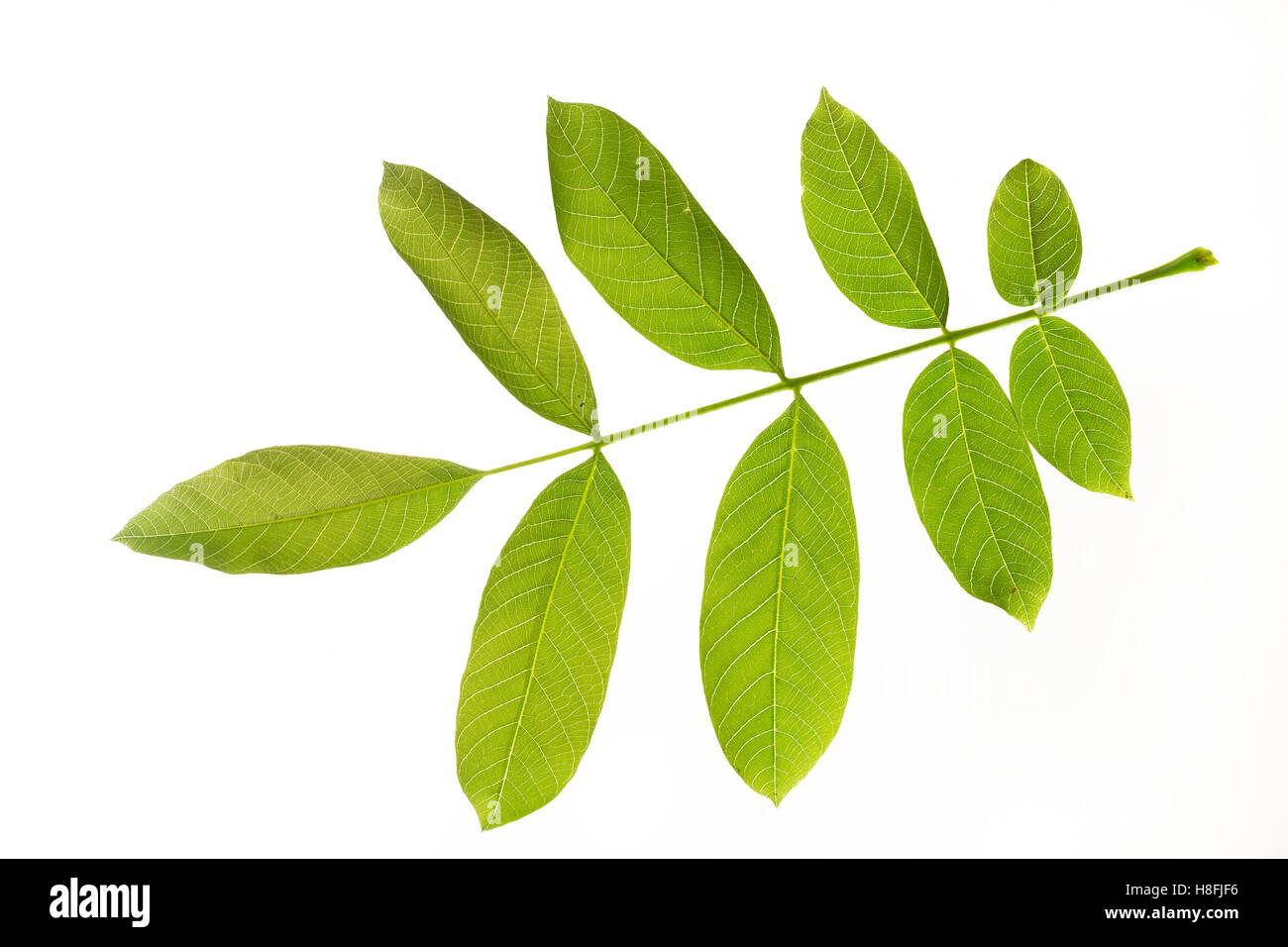 Walnuss, Walnuß, Wal-Nuss, Wal-Nuß, Juglans Regia, Walnuss, Noyer Commun. Blatt, Blätter, Blatt, Blätter Stockfoto