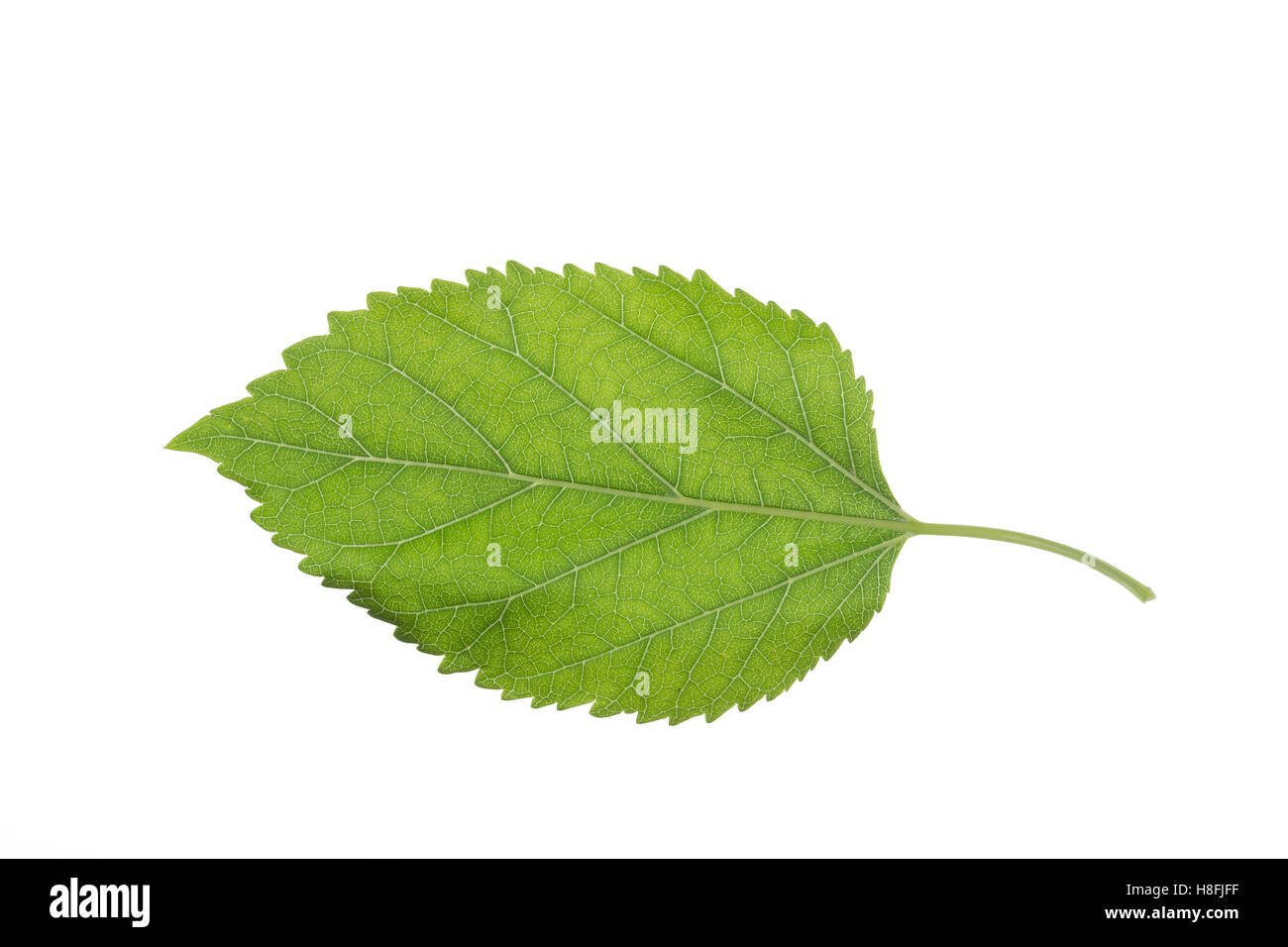 Weißer Maulbeerbaum, Weiße Maulbeere, Morus Alba, weiße Maulbeere, Maulbeere Seidenraupe, Le Mûrier Blanc, Mûrier Commun, Maulbeergew Stockfoto