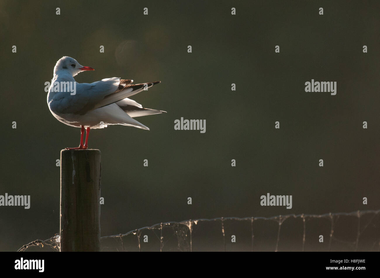 Schwarze Spitze Gull Chroicocephalus Ridibundus seine Federn putzen während Hintergrundbeleuchtung von der aufgehenden Sonne, Essex, Oktober Stockfoto