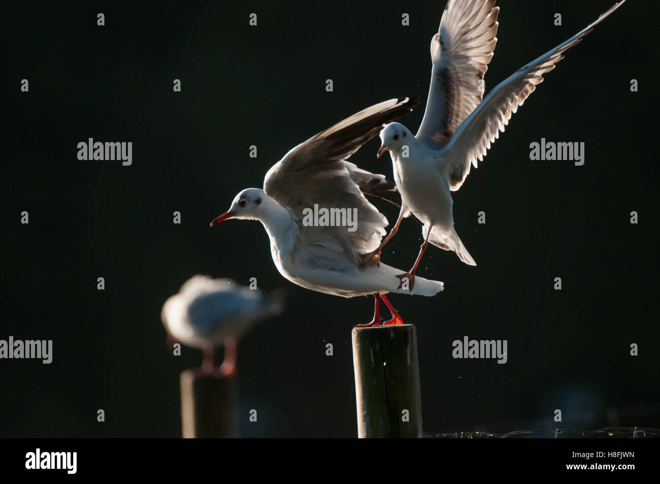 Schwarze Spitze Gull Chroicocephalus Ridibundus kommen ins Land mit einem anderen Vogel aggressiv verteidigt seine Barsch, Oktober, Essex Stockfoto