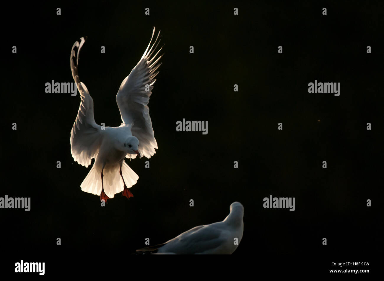 Schwarze Spitze Gull Chroicocephalus Ridibundus ins Land kommen, in den frühen Morgenstunden, Essex, Oktober Stockfoto