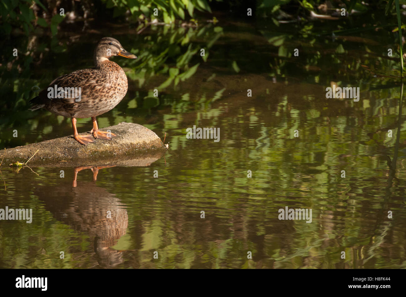 Stockente Anas Platyrhynchos weiblicher Vogel stehend ein waterside Protokoll zeigt seine Reflexion, September, Essex Stockfoto