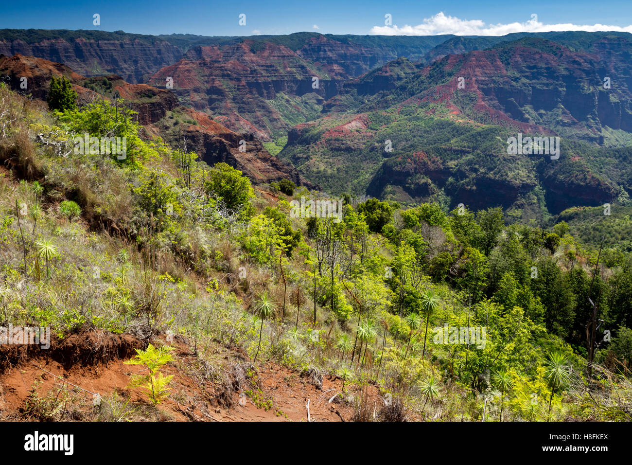 Ausblick über den Waimea Canyon auf Kauai, Hawaii, USA. Stockfoto