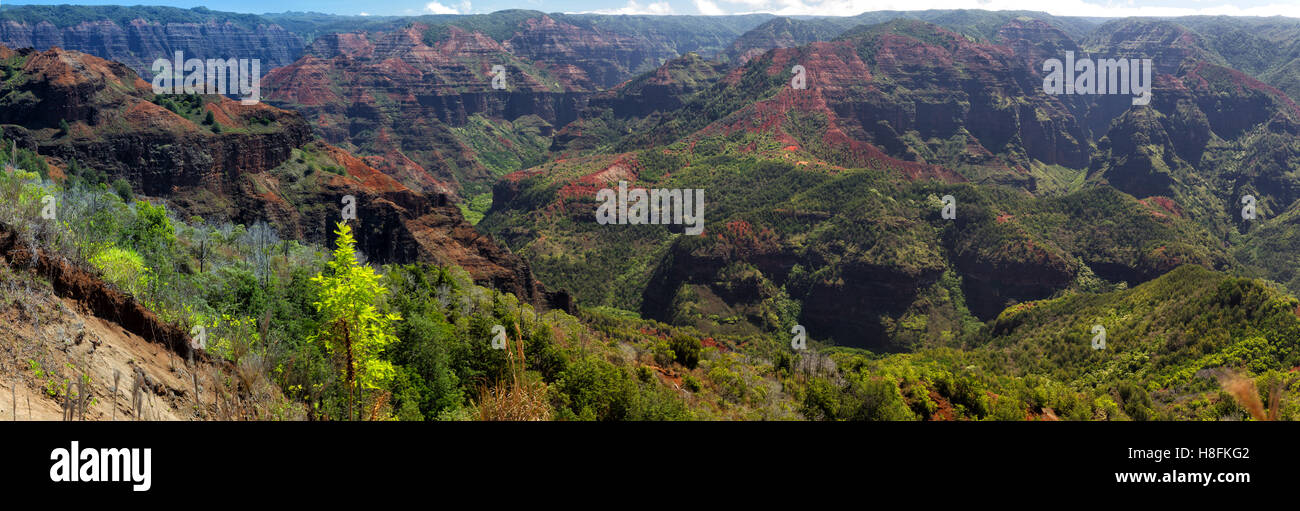 Ausblick über den Waimea Canyon auf Kauai, Hawaii, USA. Stockfoto