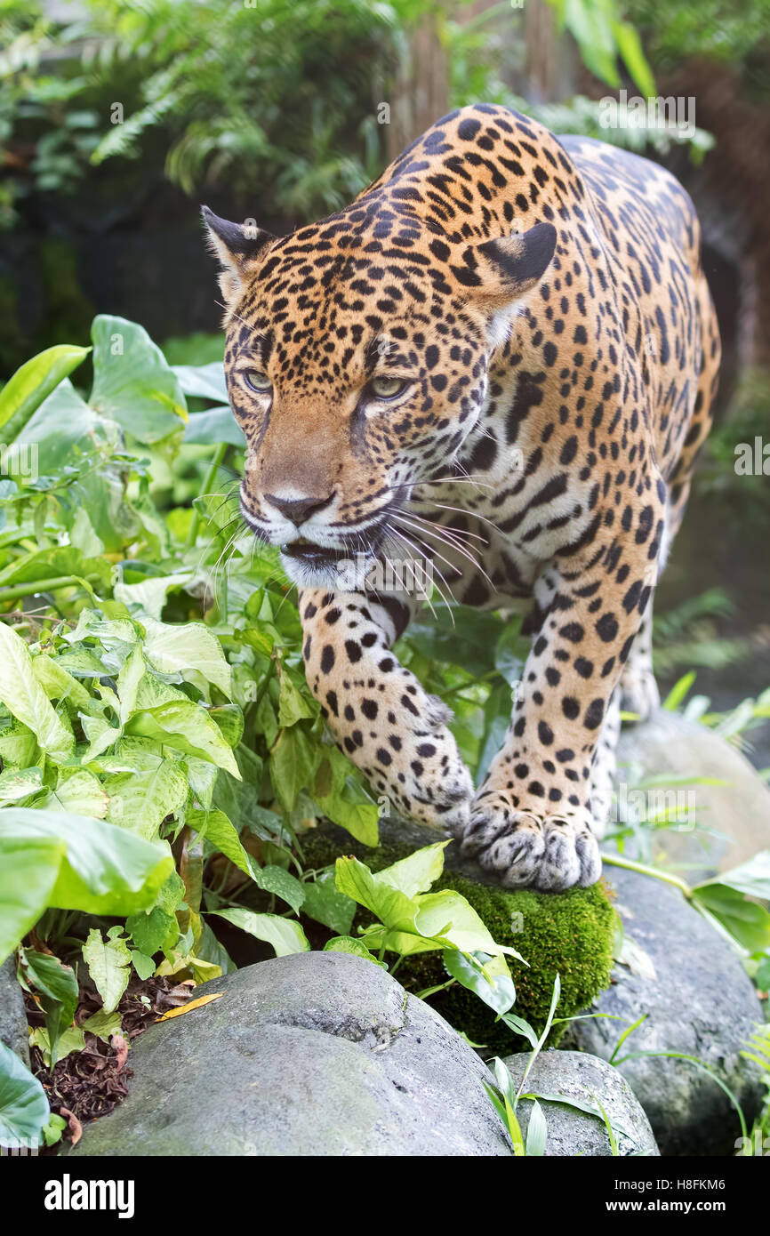 Jaguar-Jagd in Costa Rica Stockfoto