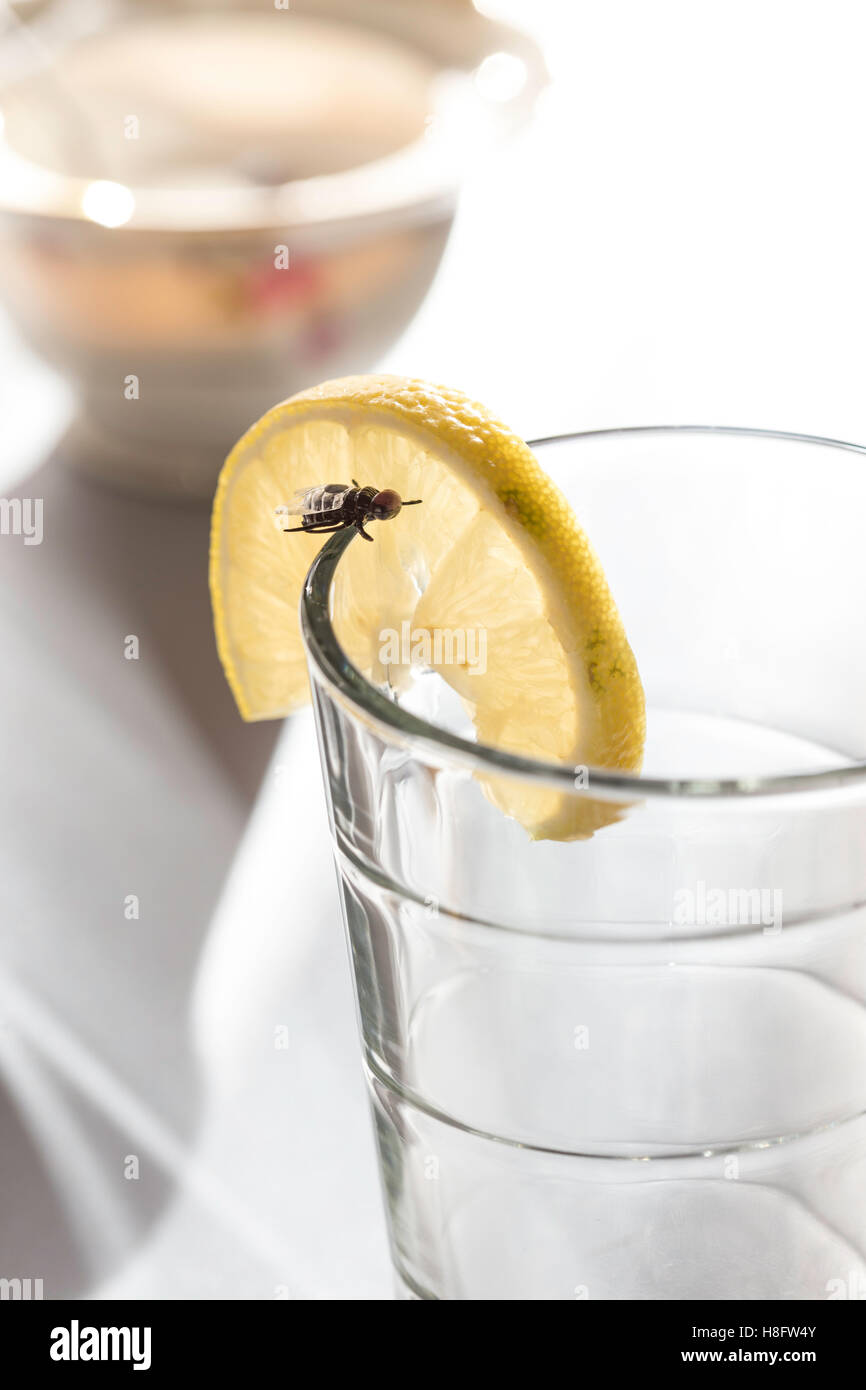 Glas mit Zitronenscheibe und Fliege am Rand des Glases Stockfoto