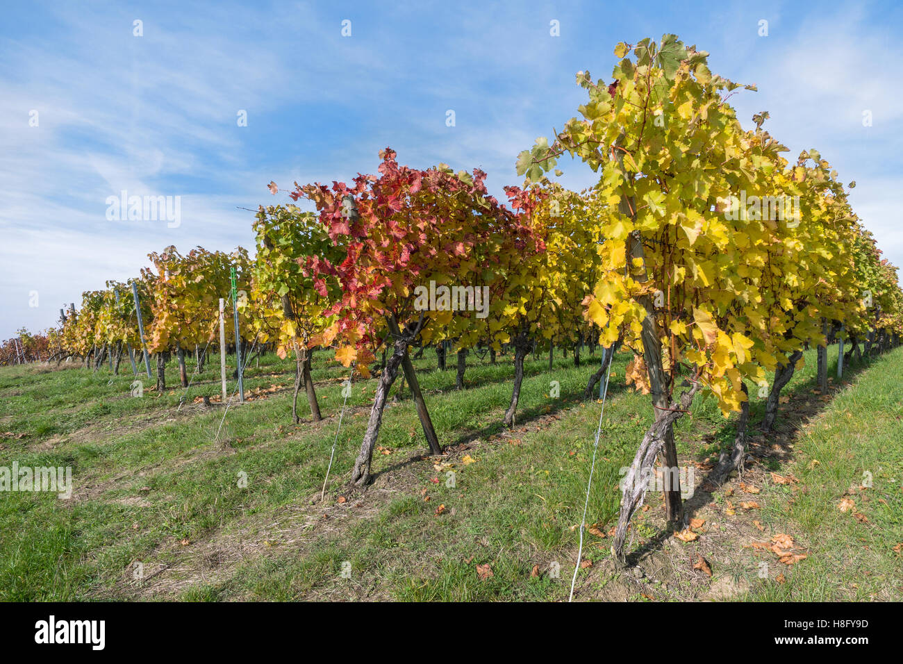 Reihen der Weinstöcke im Herbst mit bunten Blättern Stockfoto