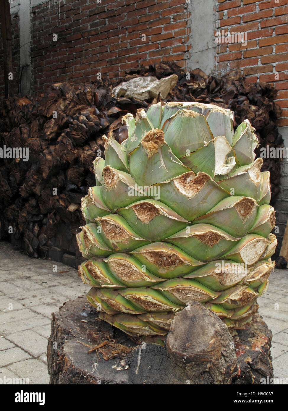 Maguey-Pflanze produzieren Mezcal, Mexiko Stockfoto