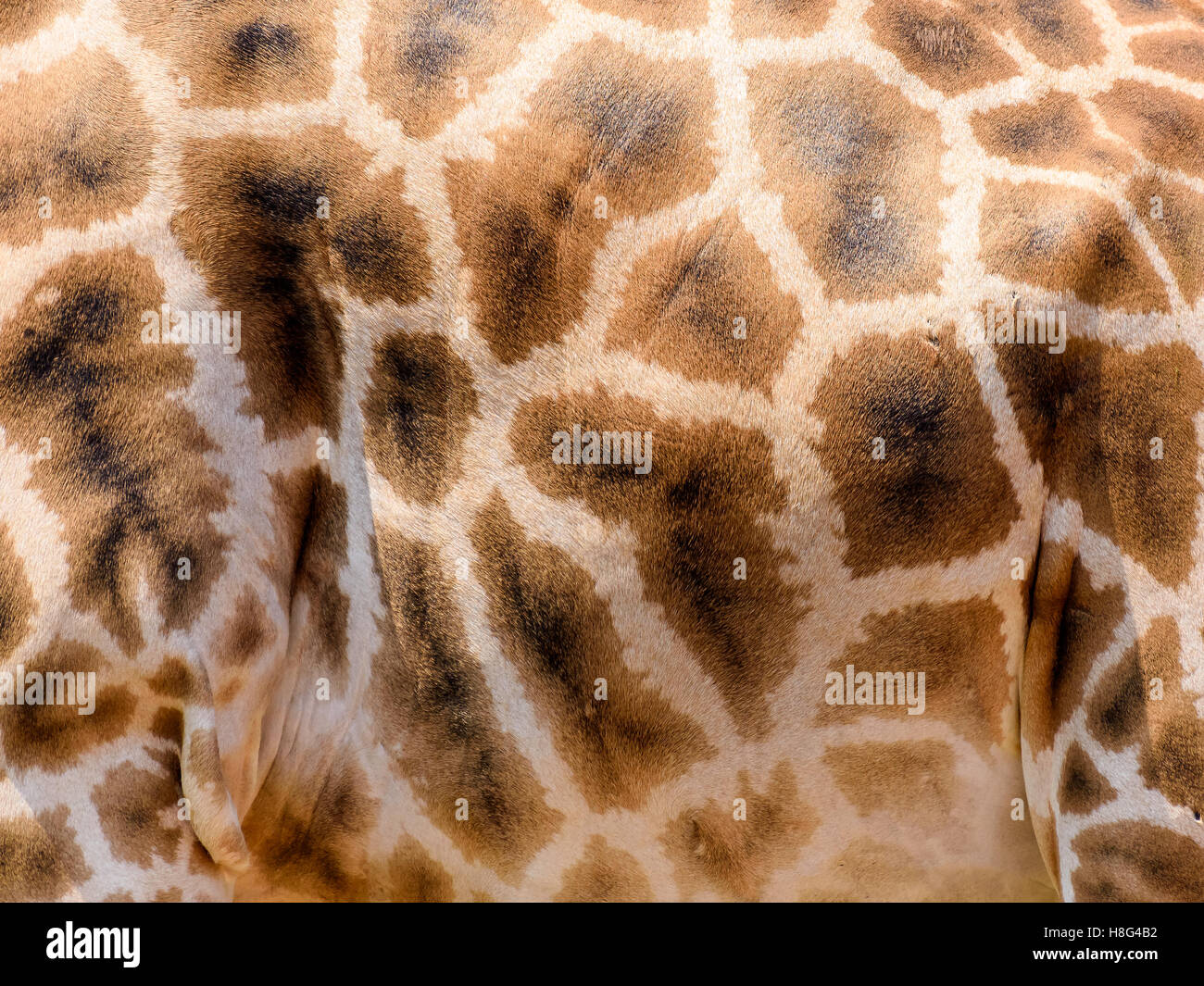 Giraffe Leder Haut Hintergrundtextur Stockfoto