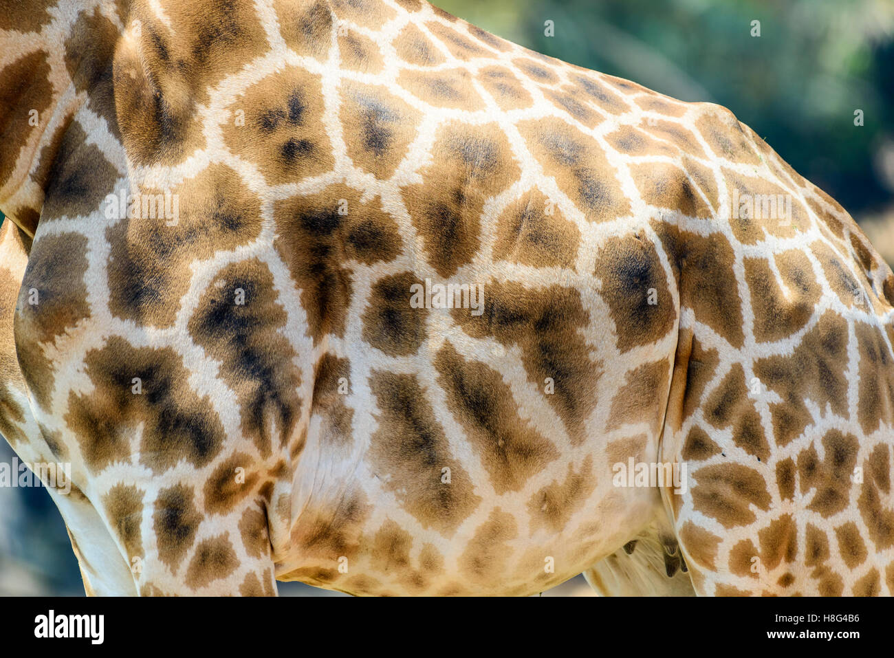 Giraffe Leder Haut Hintergrundtextur Stockfoto