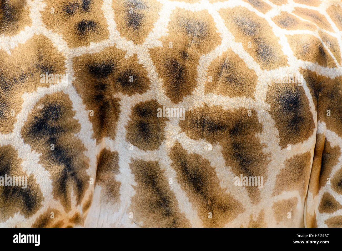 Giraffe Leder Haut Hintergrundtextur Stockfoto