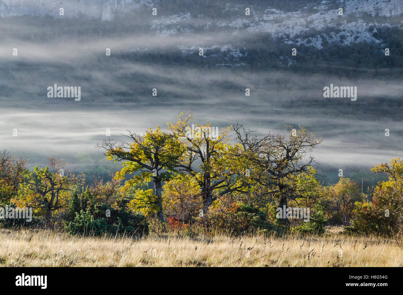 FORET DE STE BAUME, BRUME, VAR 83 FRANKREICH Stockfoto