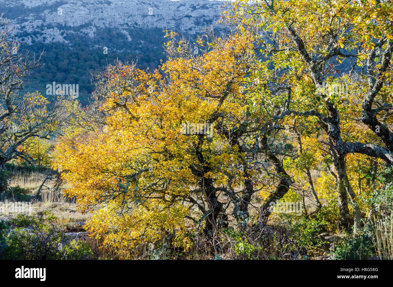 FORET DE STE BAUME, ARBRES EN AUTOMNE, VAR 83 FRANKREICH Stockfoto