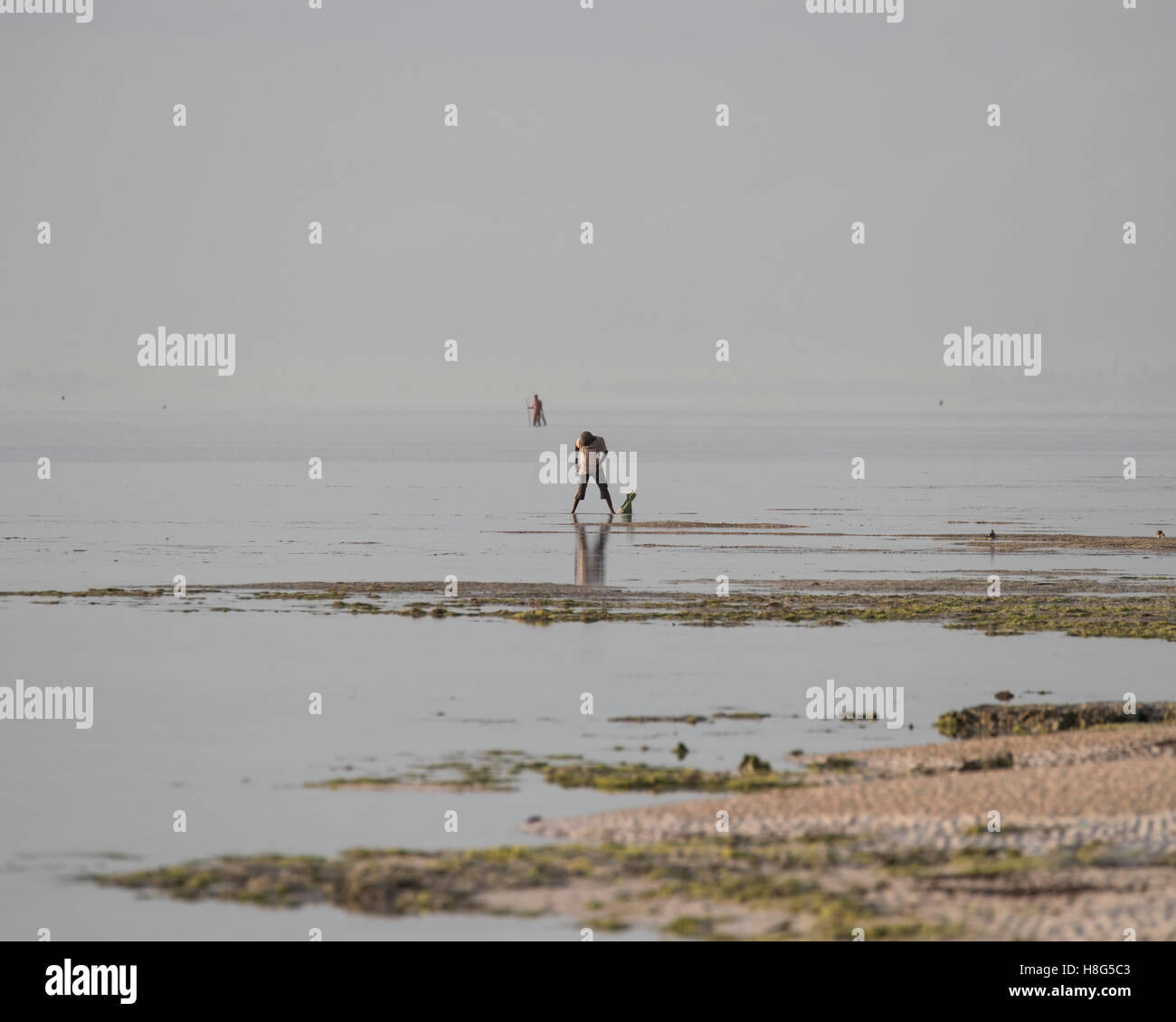 Einheimischen sammeln Seeigel in der Lagune auf der Insel Sansibar Stockfoto