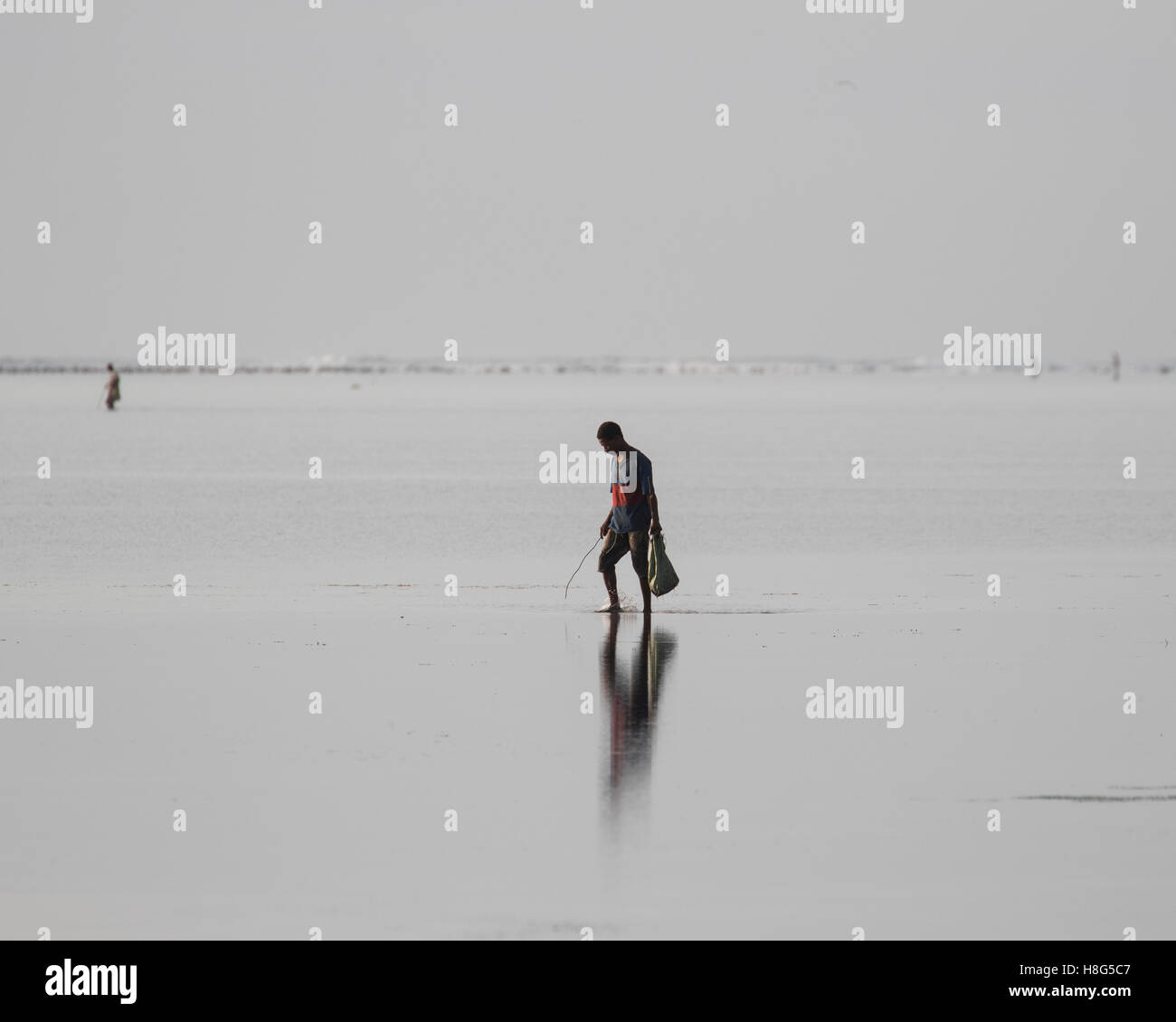Einheimischen sammeln Seeigel in der Lagune auf der Insel Sansibar Stockfoto