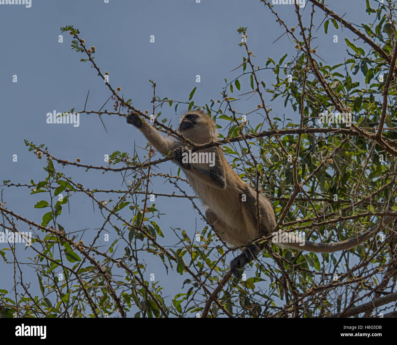 Vervet Affen in den Bäumen in Tarangire National Park, Tansania Stockfoto