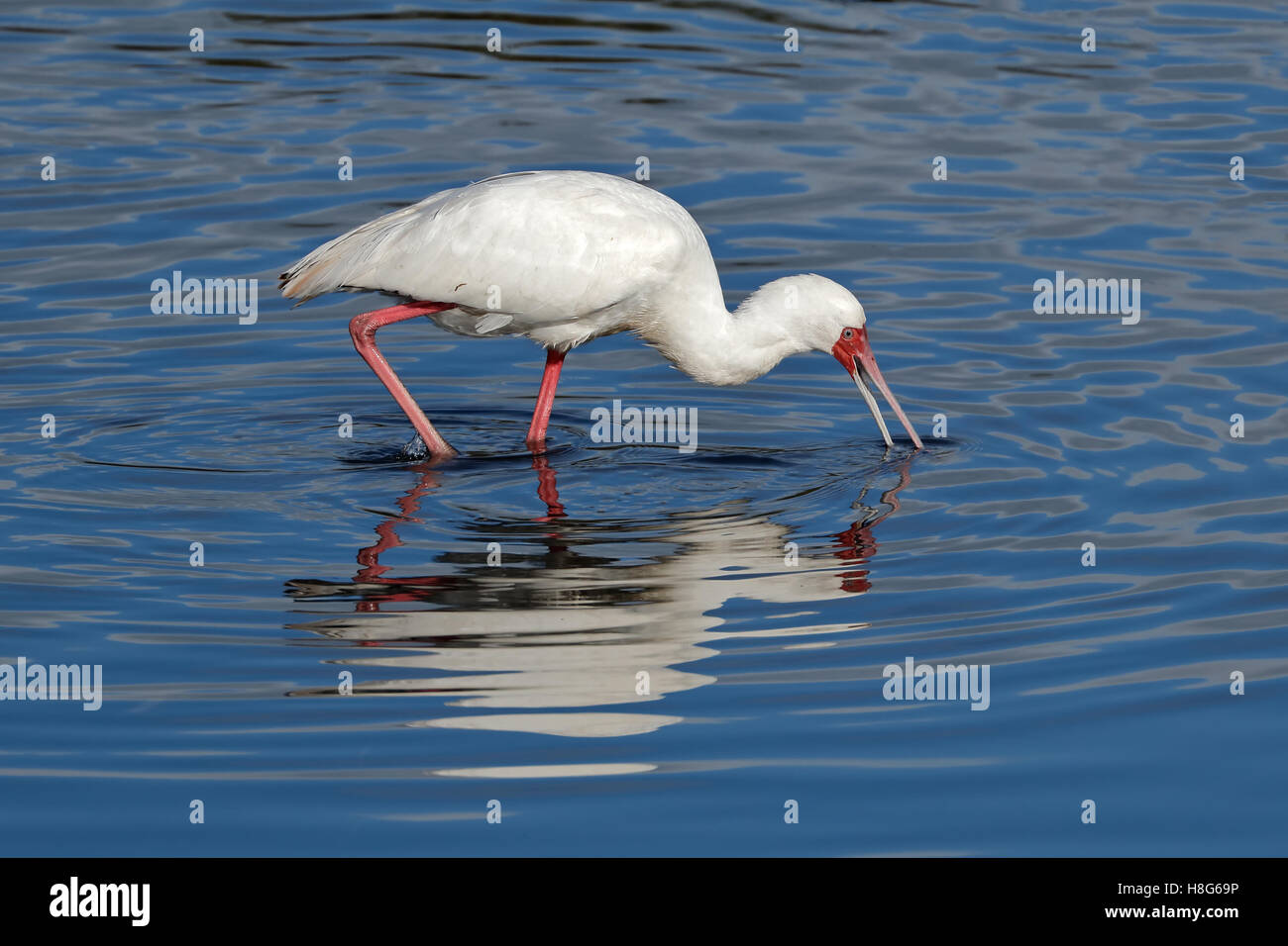 Afrikanischer Löffler (Platalea Alba) auf Nahrungssuche im flachen Wasser, Südafrika Stockfoto