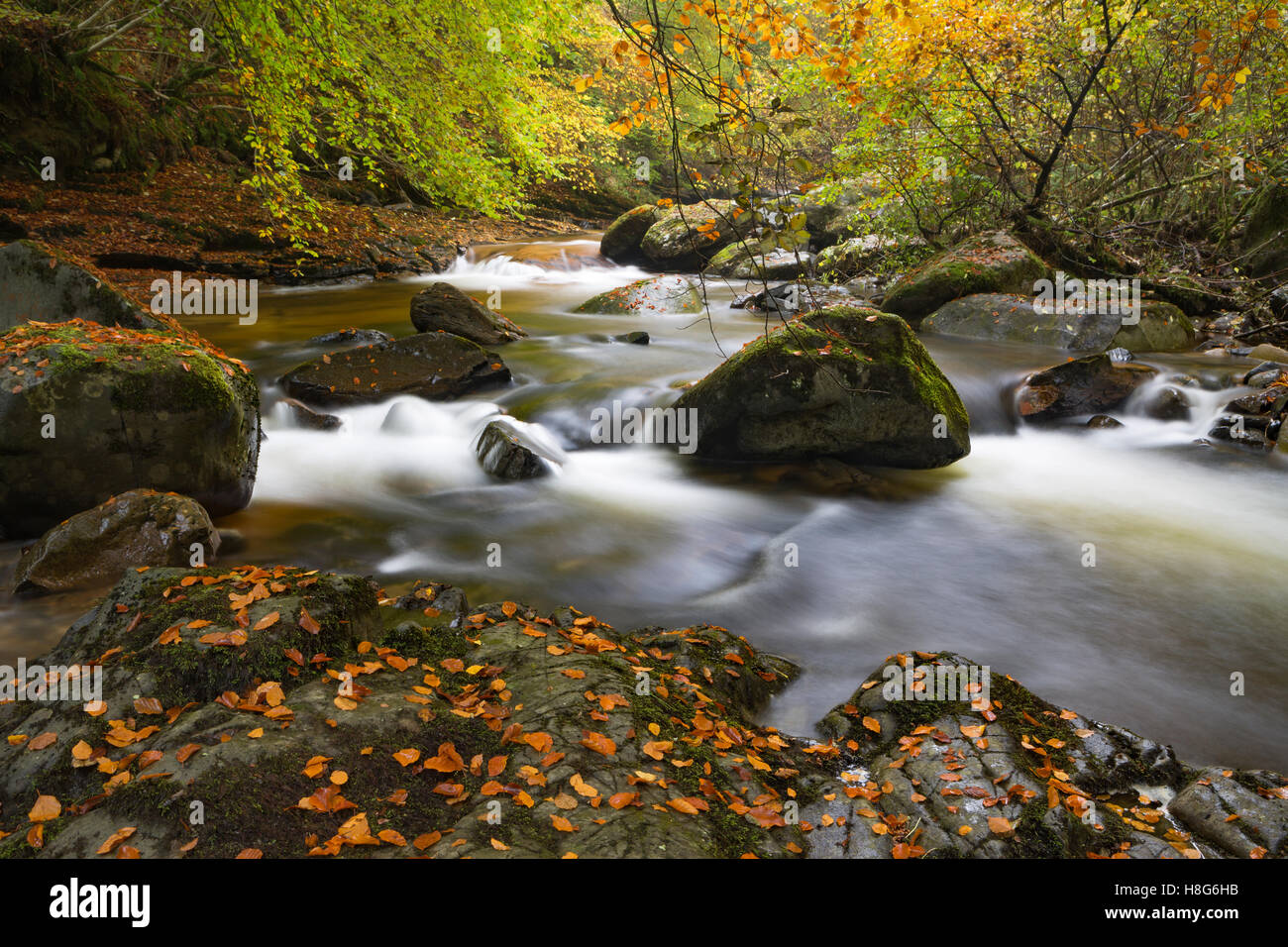 Birks Aberfeldy entlang der Moness Burn in Perthshire, Schottland, ist eine Explosion der Farben im Herbst. Stockfoto