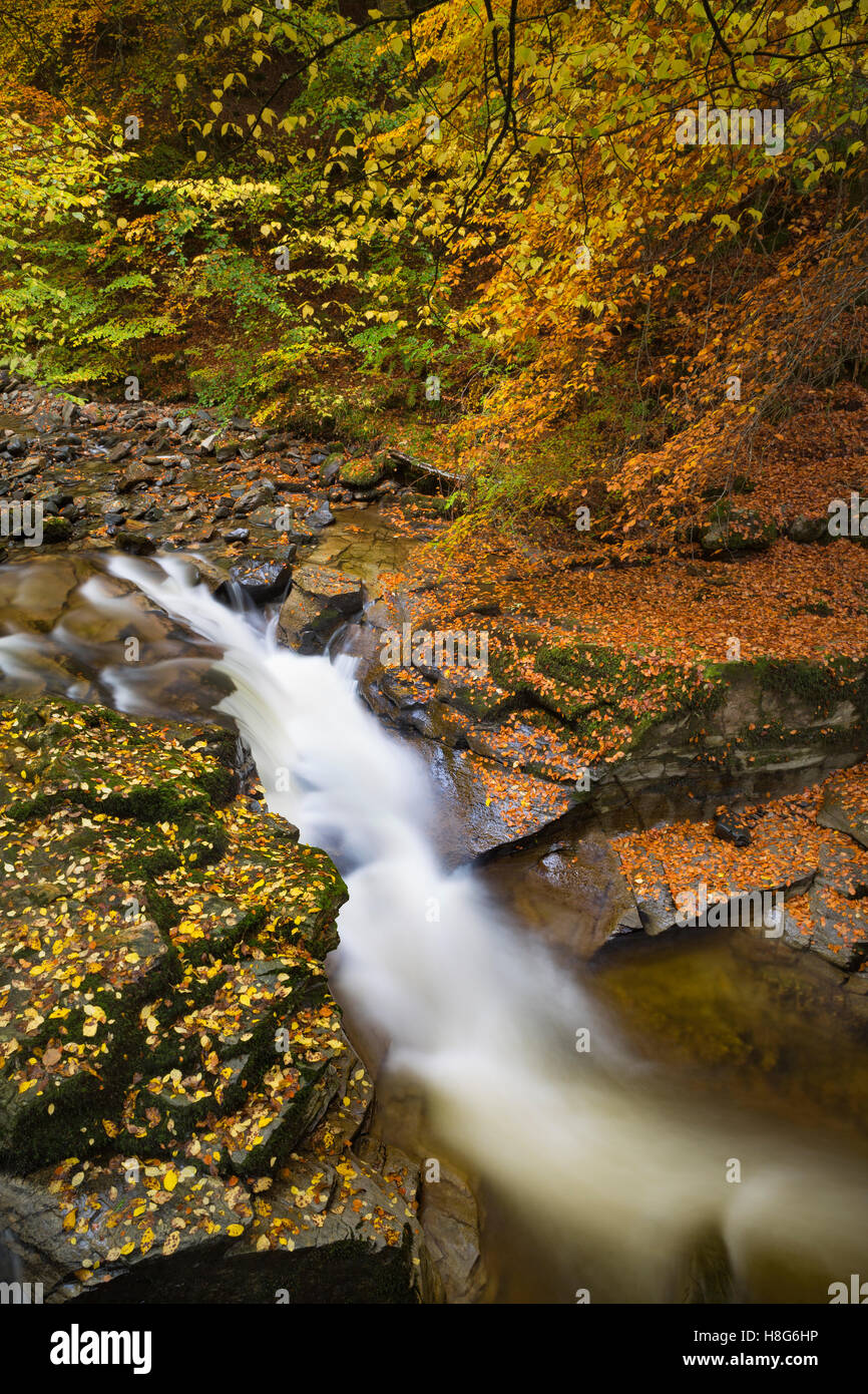 Birks Aberfeldy entlang der Moness Burn in Perthshire, Schottland, ist eine Explosion der Farben im Herbst. Der Strom fließt über Stockfoto