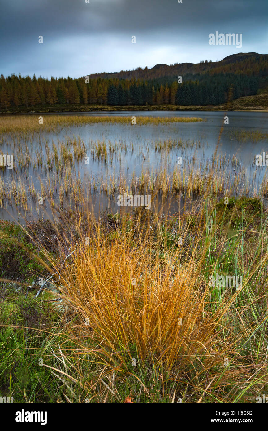 Orange Rasen am Ufer des Loch Na Creige, Perthshire, Schottland. Stockfoto