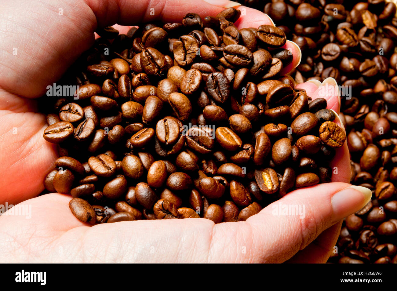 Hände halten Kaffee Bohnen Stockfoto