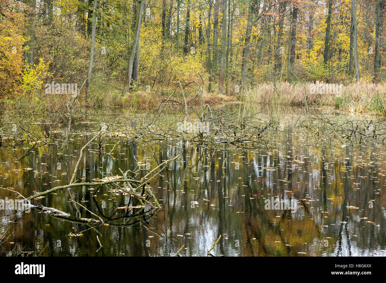 Stille Forstwirtschaft See mit Schilf bewachsen, im Herbst im Herbst niedriger Schlesien Polen Stockfoto