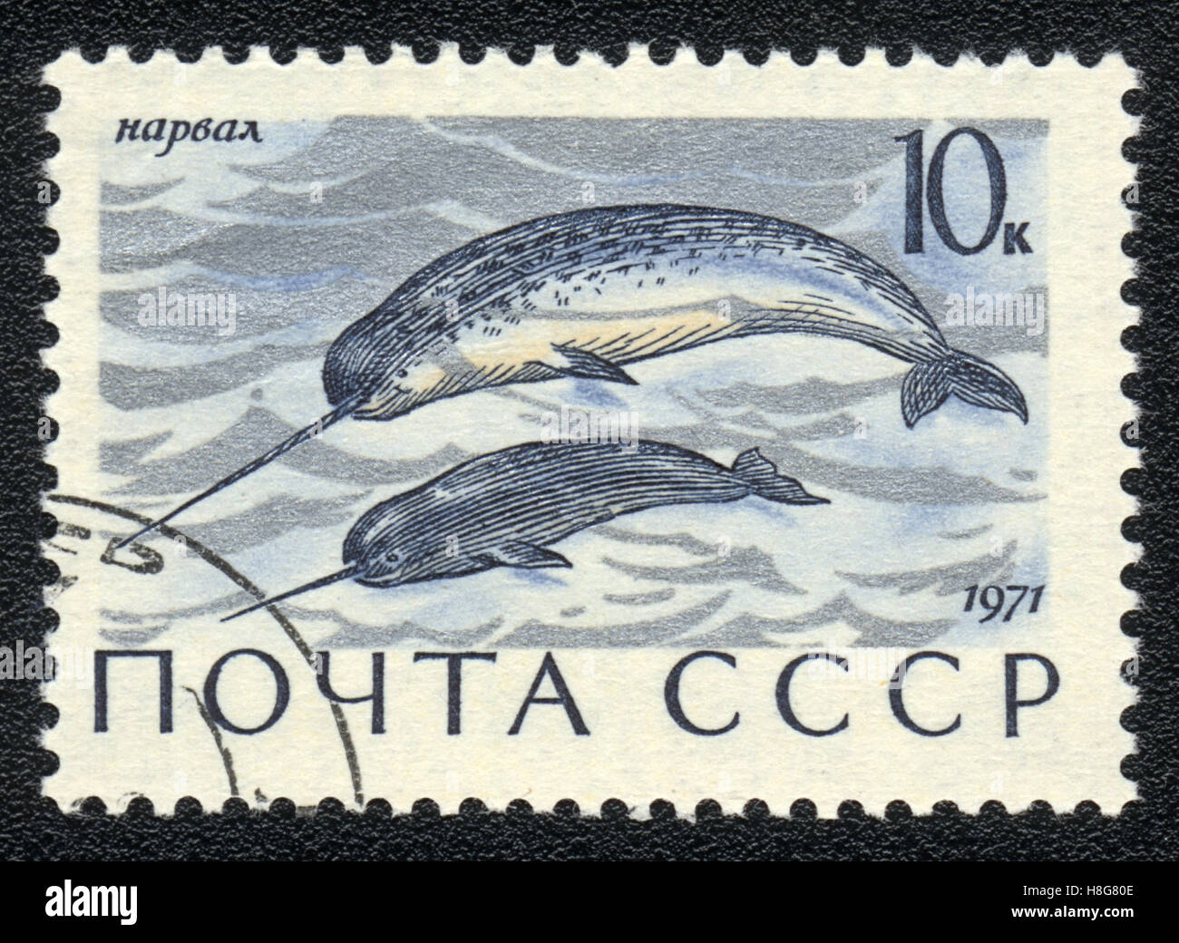 Eine Briefmarke gedruckt in der UdSSR zeigt Bild des einen Narwal - Monodon Monoceros, 1971 Stockfoto