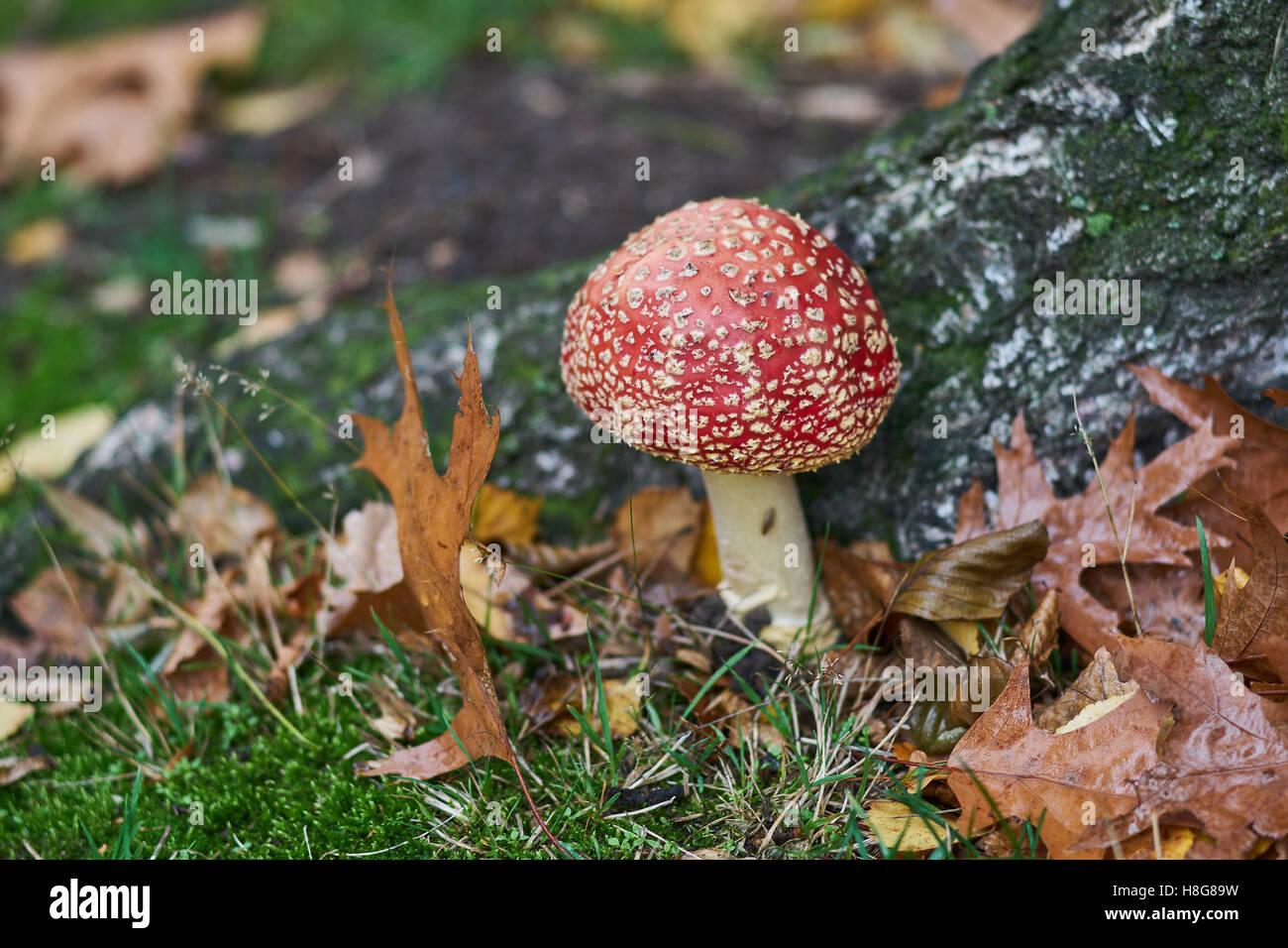 Roter Fliegenpilz Amanita Muscaria Fliegenpilz amanita Stockfoto