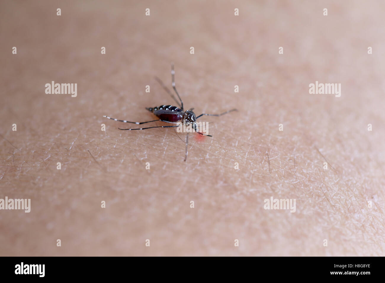 Moskitos saugen Blut auf dem Arm, das Konzept von Gesundheit und Dengue-Fieber. Stockfoto