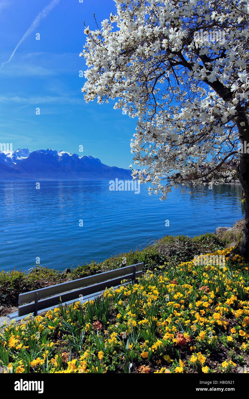 Gelbe Blumen und blühenden Baum im Frühling in Genf und Genfer See,  Montreux, Schweiz Stockfotografie - Alamy