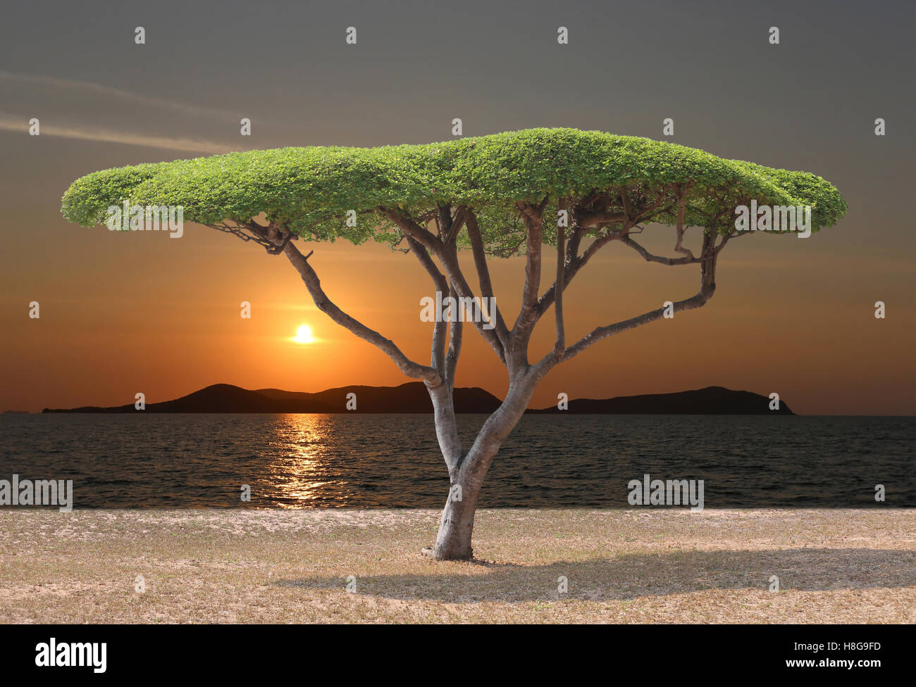 Tropischer Baum des Pilzes am Meer bei Sonnenuntergang, tropischen Strand in Thailand geprägt. Stockfoto