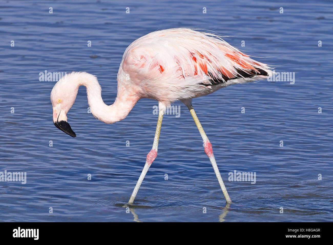 Jamess Flamingo (Phoenicoparrus Jamesi) Fütterung in einem Salzsee. Stockfoto