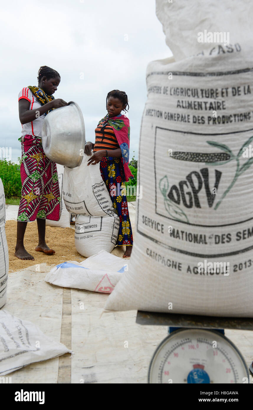 BURKINA FASO, Gaoua, Reisproduktion Hybrid-Saatgut für Nafaso seed Company, Frauen trocken, wiegen und Verpacken Reis Stockfoto