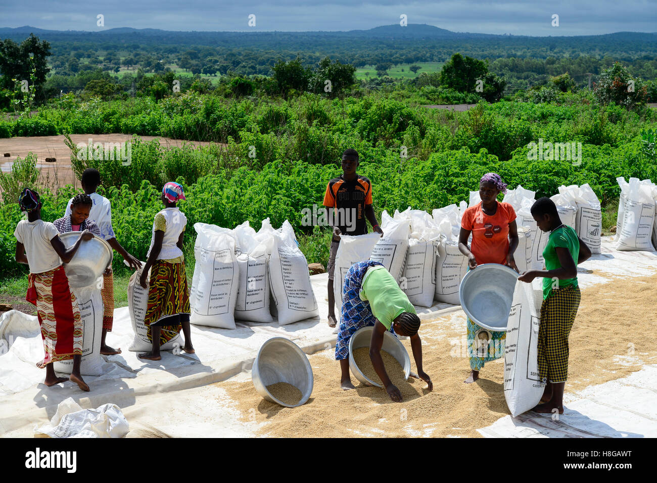 BURKINA FASO, Gaoua, Reisproduktion Hybrid-Saatgut für Nafaso seed Company, Frauen trocken, wiegen und Verpacken Reis Stockfoto