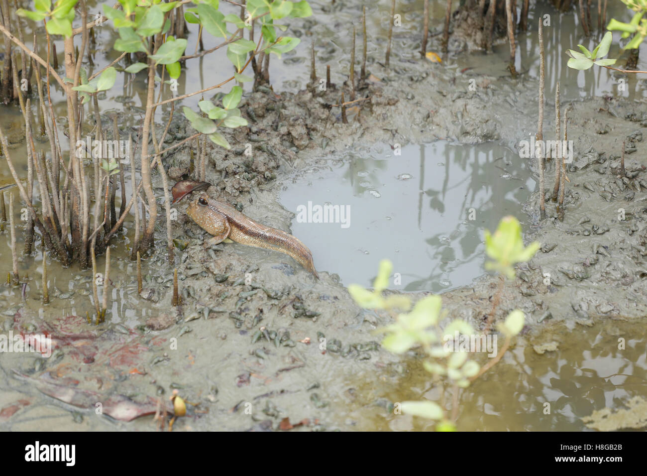 Schlammspringer Fische in den Mangrovenwäldern nahe Küste Meer in Thailand. Stockfoto