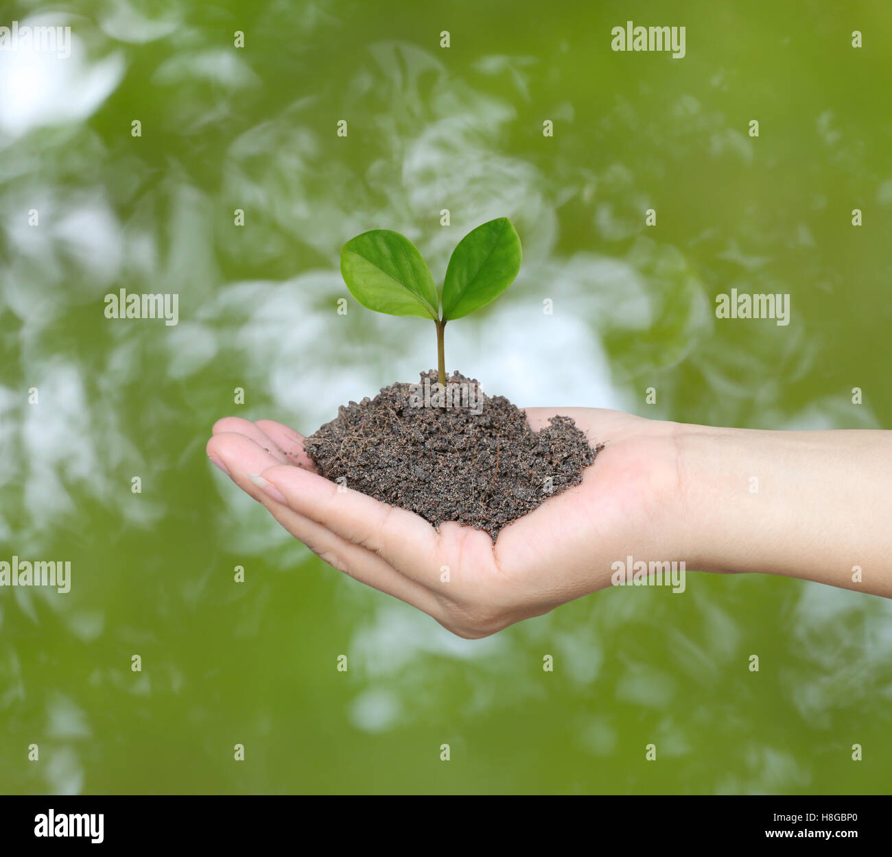 Boden in einer Hand Frau und Baumkrone auf Boden mit abstrakten Hintergrund der grünen Bokeh. Stockfoto