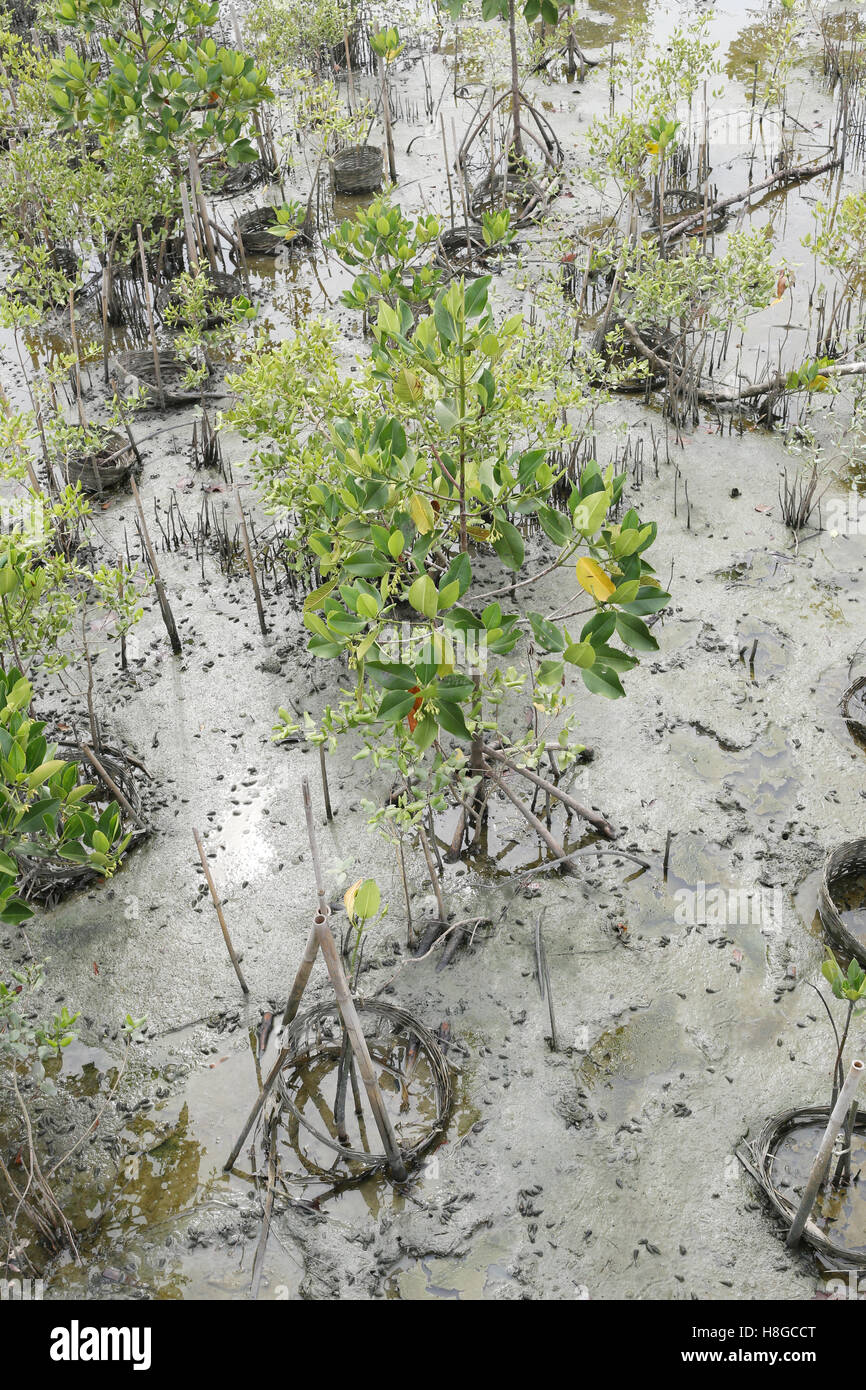 Grüne Mangroven-Baum in den Mangrovenwald in der Nähe der Küste in Thailand. Stockfoto