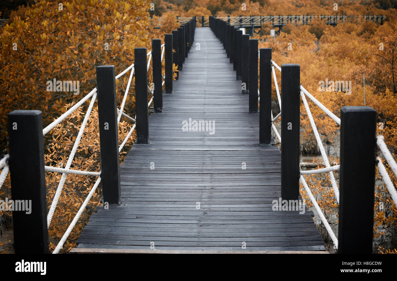 Holzbrücke der Gehwege im Mangrovenwald mit Herbst Blätter, Konzept von Natur und Umwelt. Stockfoto