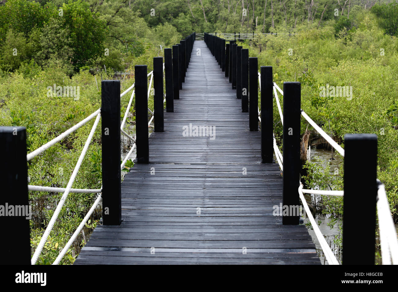 Holzbrücke der Gehwege im Mangrovenwald mit grünen Blättern, Konzept von Natur und Umwelt. Stockfoto