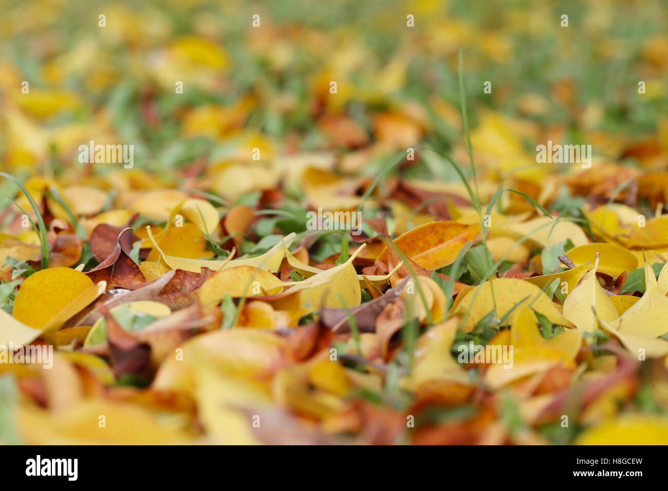 Gelb und braun hinterlässt auf dem Rasen im Herbst, Garten im Thailand. Stockfoto