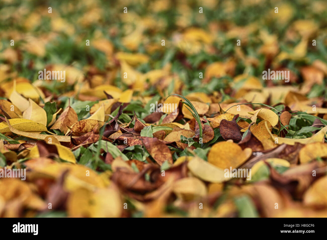 Gelb und braun hinterlässt auf dem Rasen im Herbst, Garten im Thailand. Stockfoto