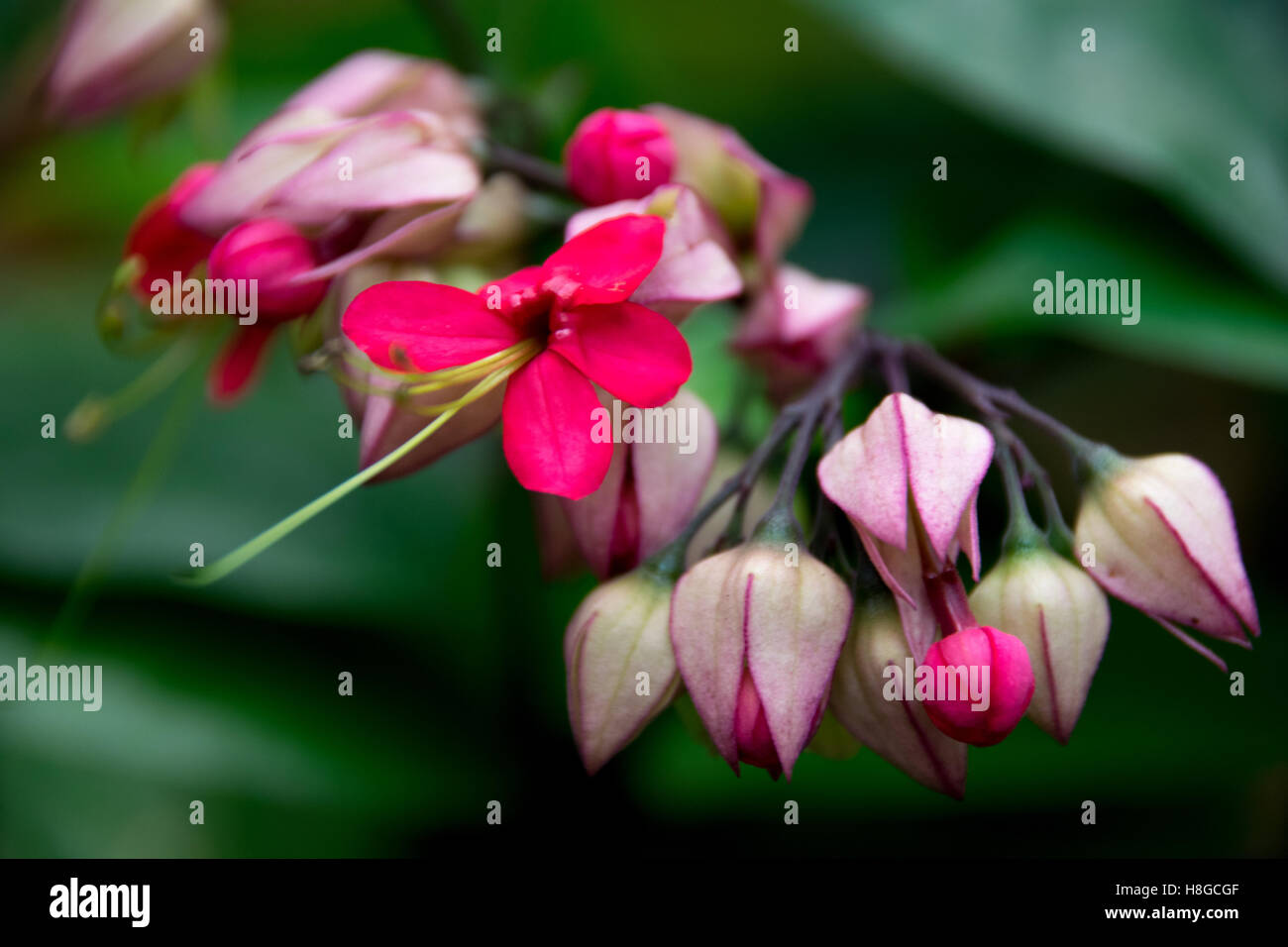 Rote Blumen Blutenden Herzen Stockfotografie Alamy