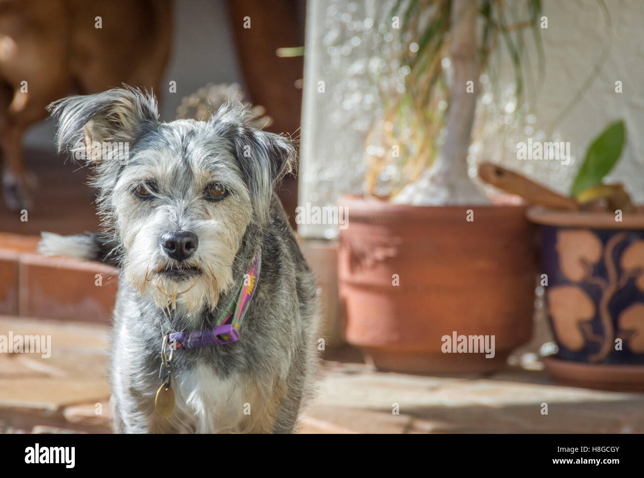 Eine zerzauste Zwergschnauzer (Erwachsene, kurze Haare) mit einem nassen Bart nach der Einnahme eines Schluck Wasser. Stockfoto