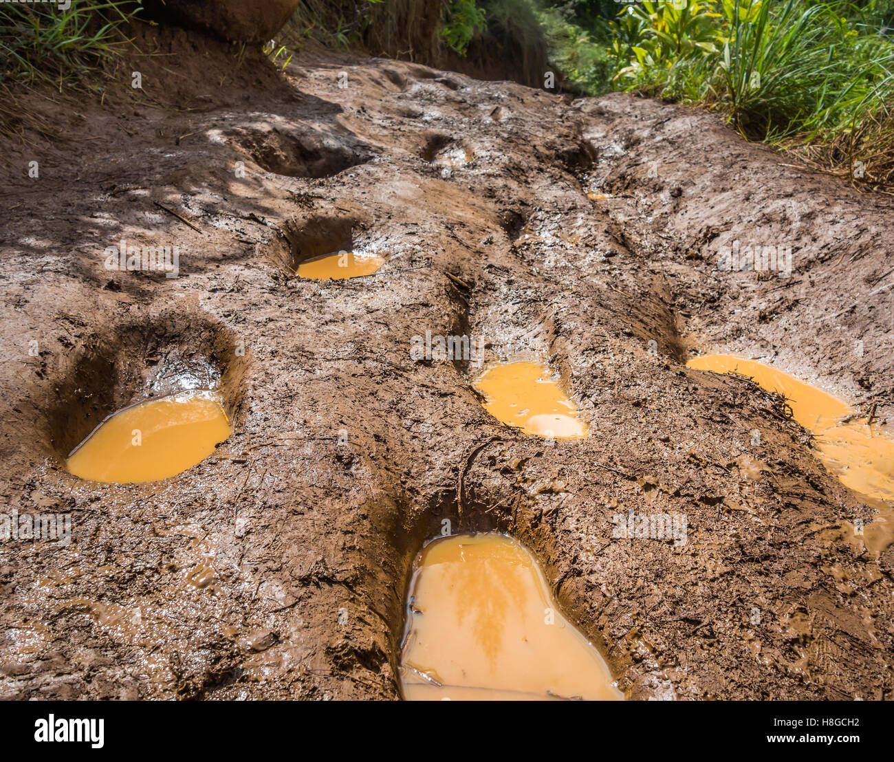 Menschliche Fußabdrücke in der schlammigen Kalalau Trail auf der Na Pali Küste von Kauai, Hawaii. Stockfoto