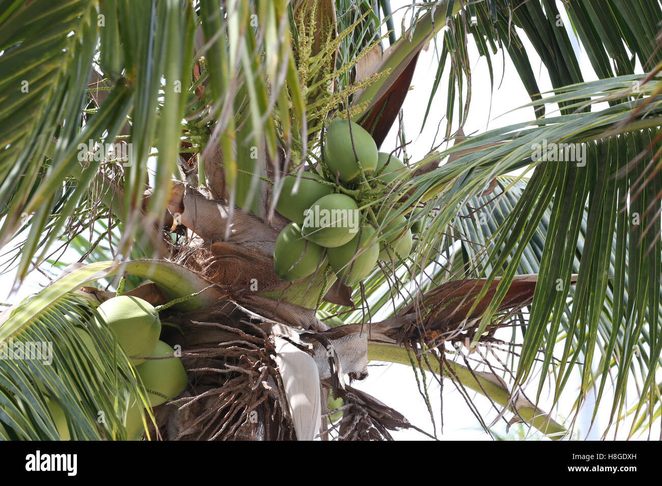 Kokos-Frucht auf Kokosnuss Baum im Garten Thailand, diese Pflanze von Palm und überall in den Tropen am Meer. Stockfoto