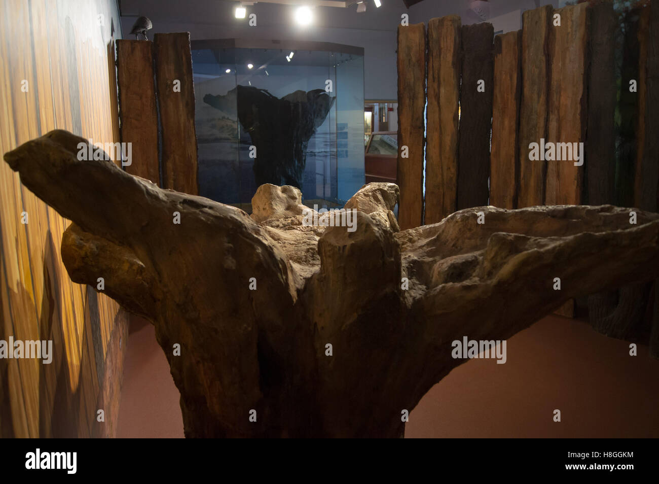 Gegossen Sie Replik von Seahenge prähistorischen Baumstumpf, Museum in King's Lynn, Norfolk, England Stockfoto