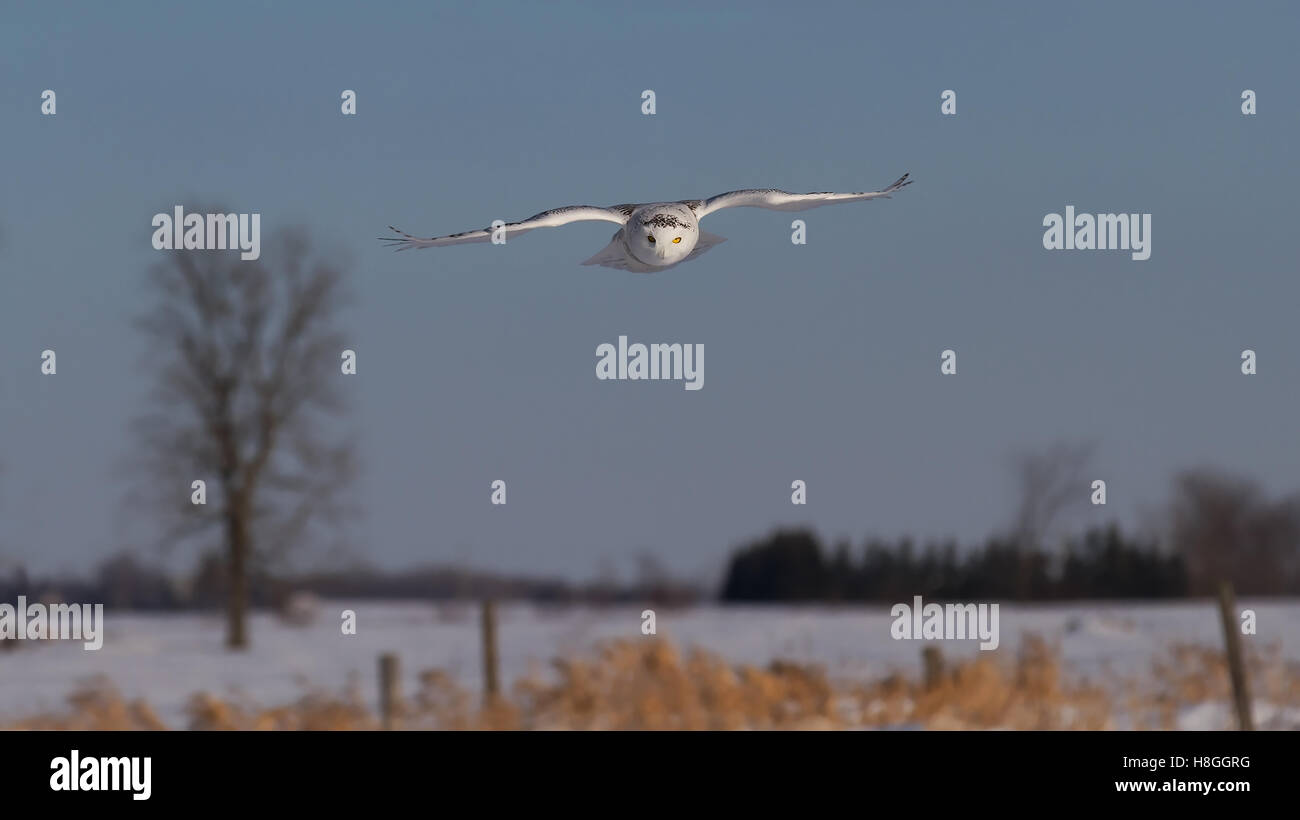 Schnee-eule (Bubo scandiacus) fliegt über ein schneebedecktes Feld in Kanada Stockfoto