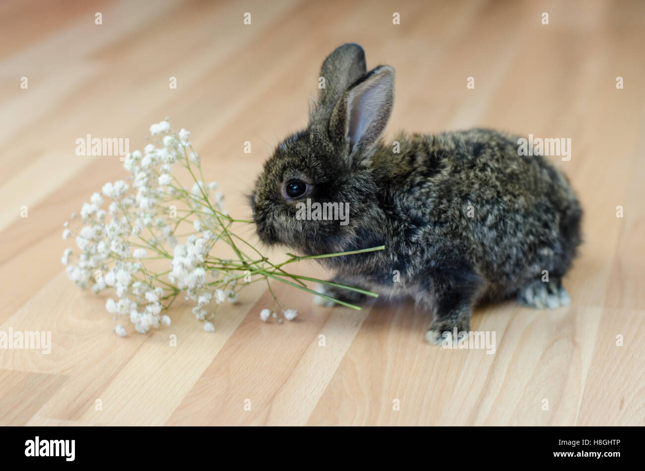 entzückende niedliche kleine Kaninchen Haustier Stockfoto