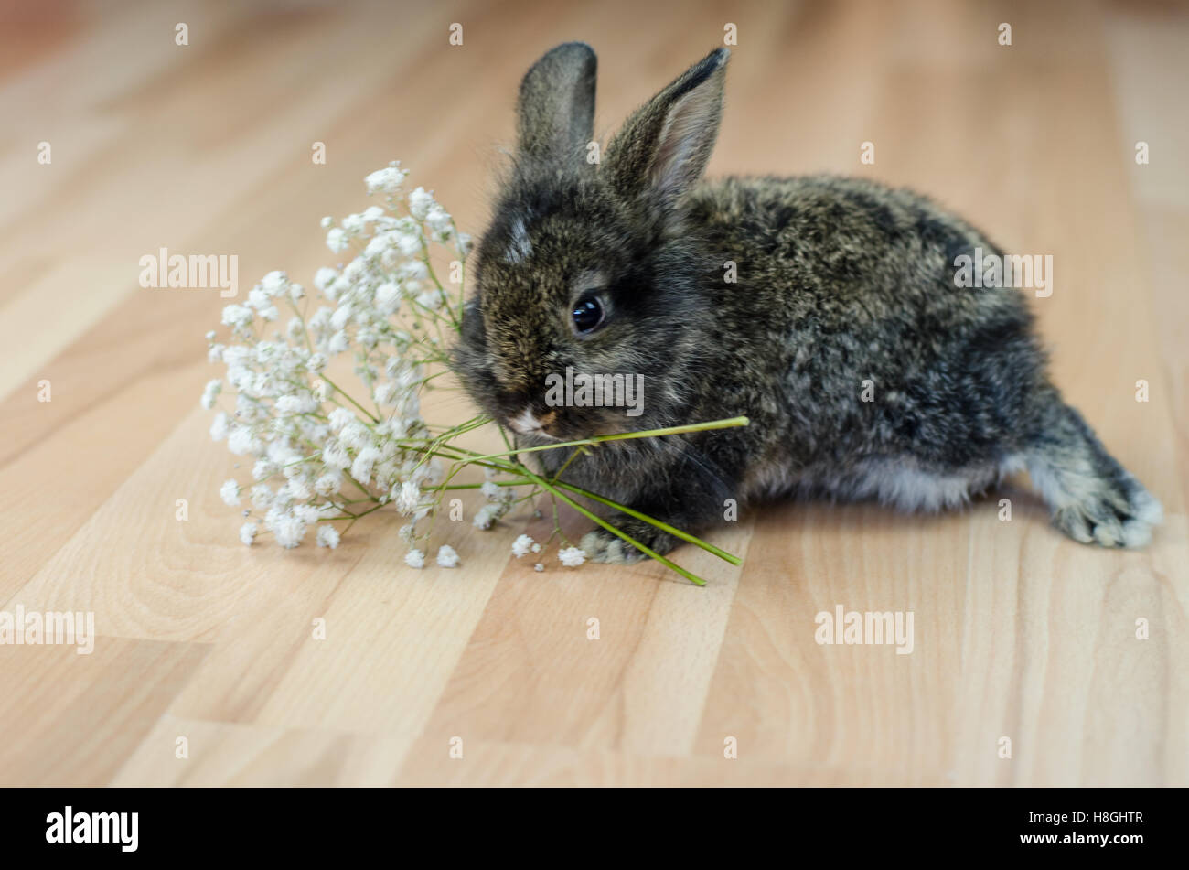 entzückende niedliche kleine Kaninchen Haustier Stockfoto